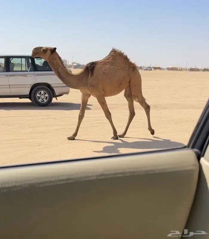 للبيع حواره صفرا 1