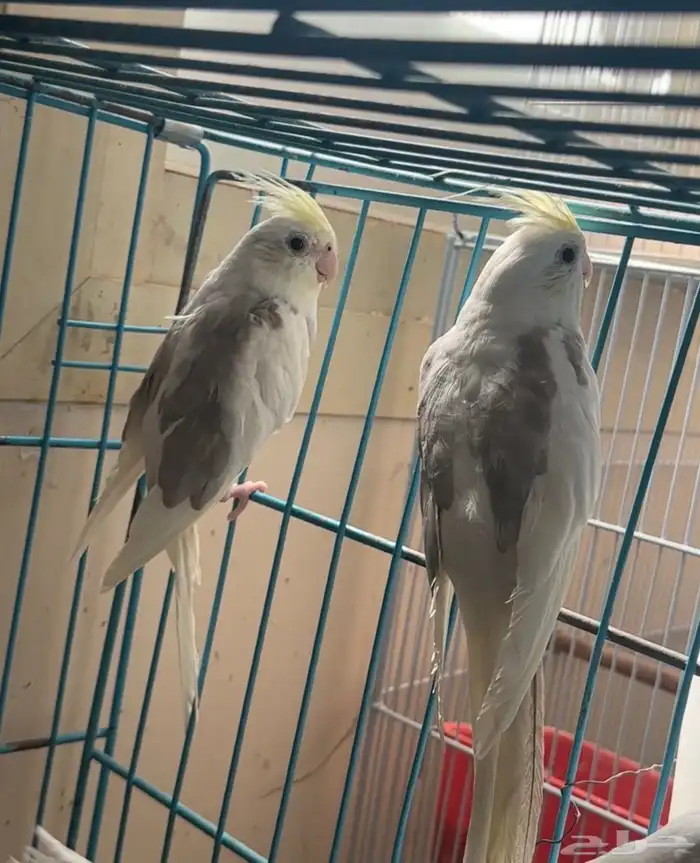 ذكور كروان 6