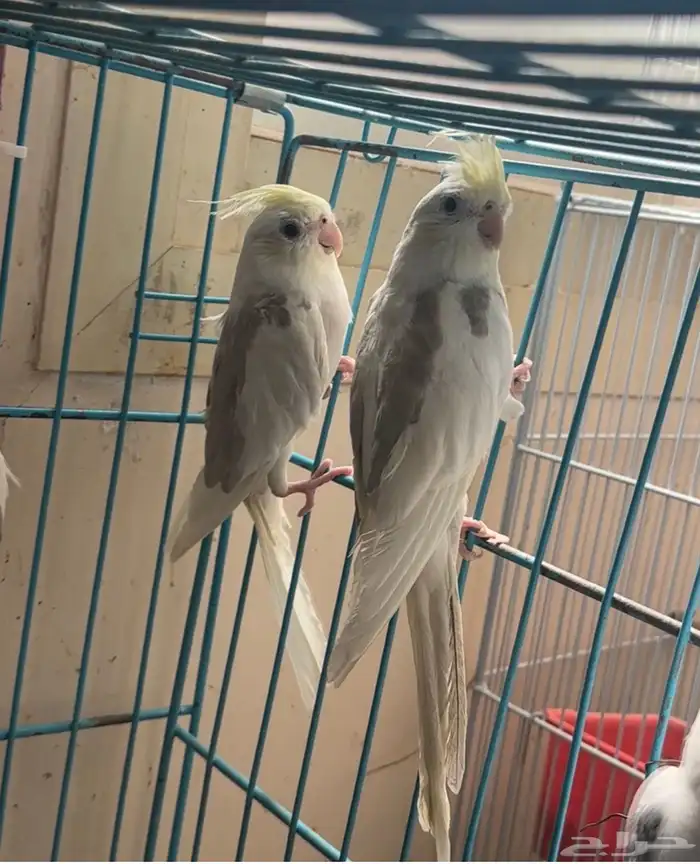 ذكور كروان 8