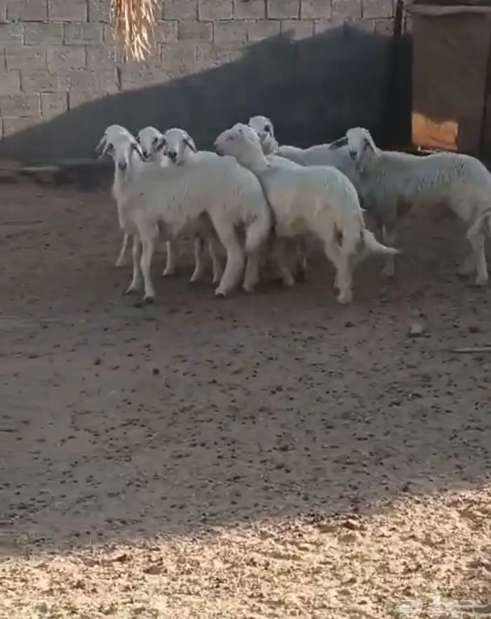 خرفان صفر 1