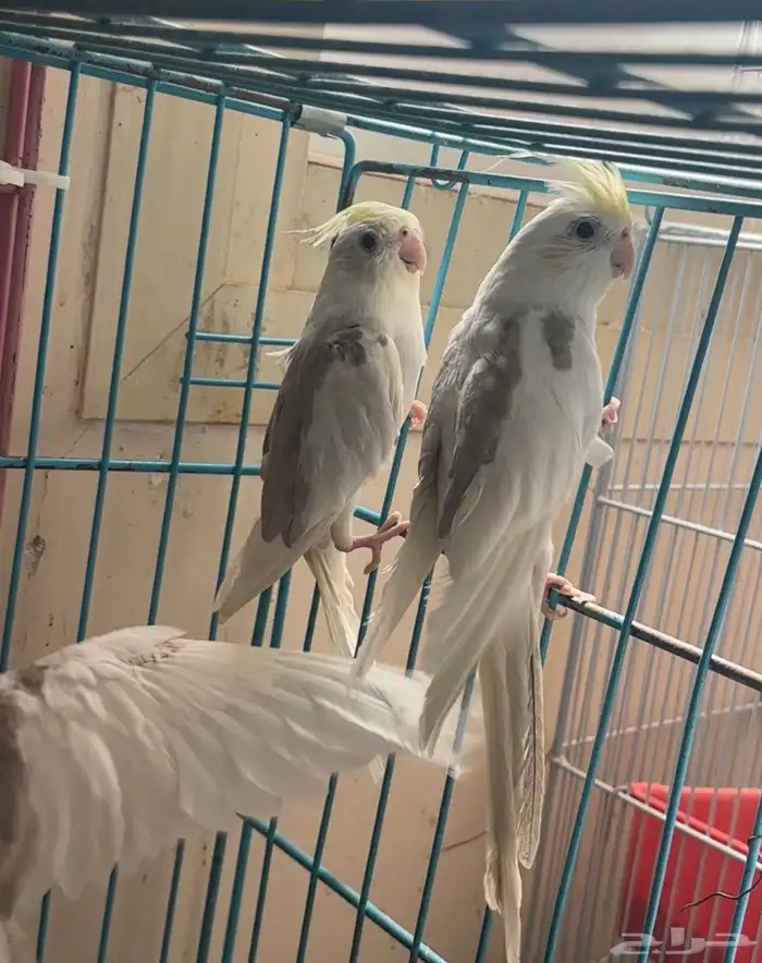 ذكور كروان 7