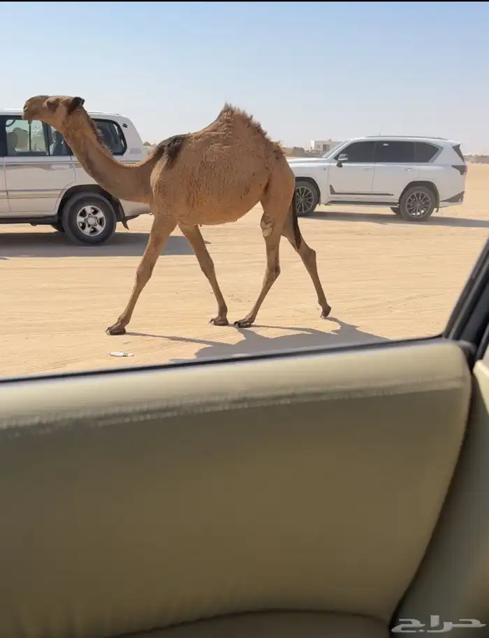 للبيع حواره صفرا 0