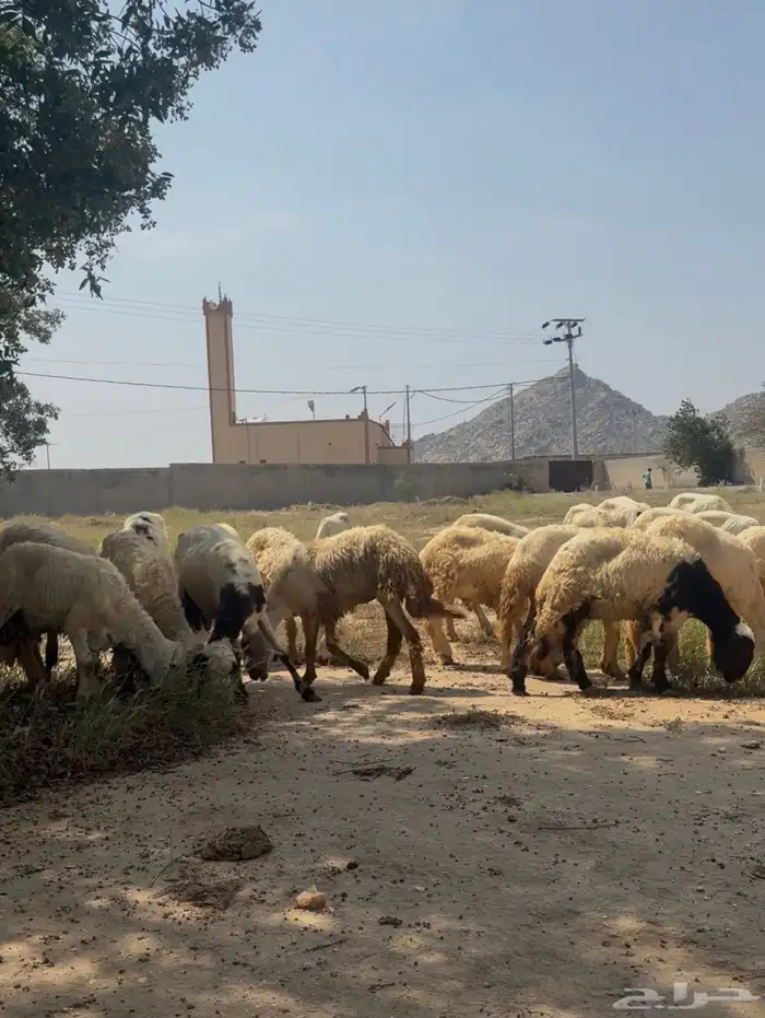 ضان مراح واحد 1