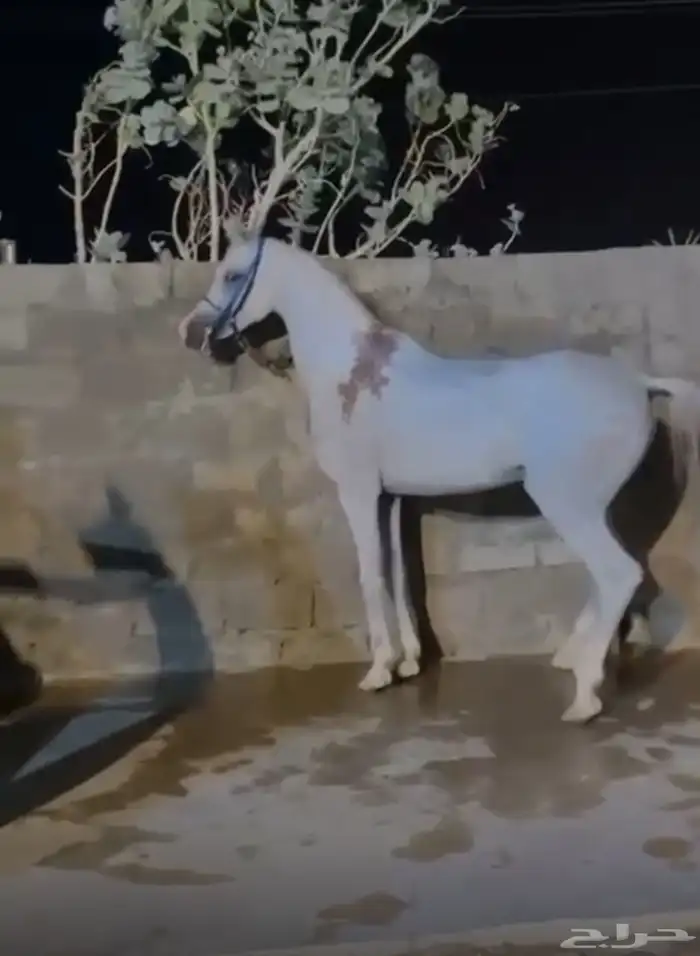 مطلوب حصان شعبي سبوق وسليم وطبعه زين 0