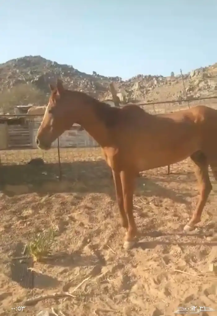 خيل شعبي للبيع 0
