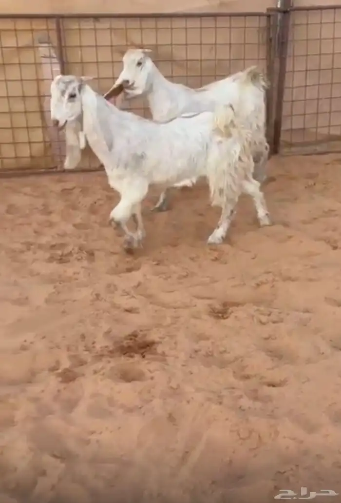 جفار مشاريك عارضي مصري 0