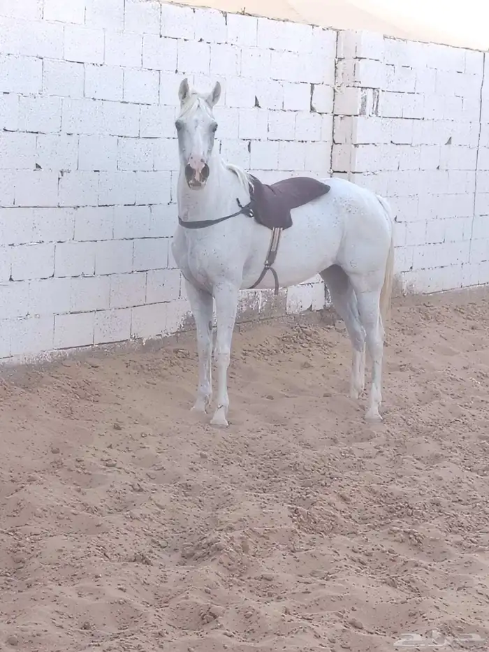 فرس واهو شيخه 0