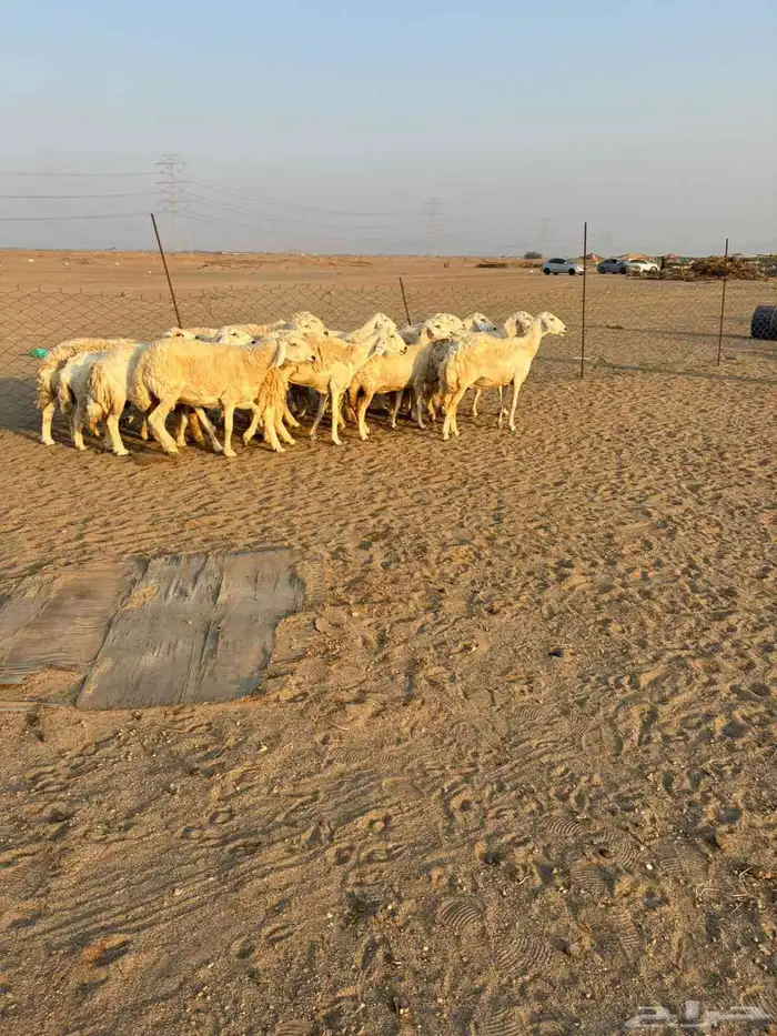 15 غنم حريات دفيع شرط على السونار 14