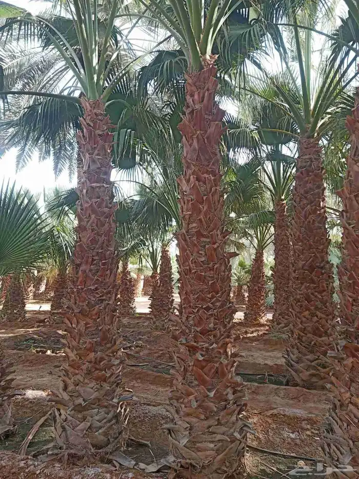 نخل واشنطن أمريكي ونخل عربي مثمر 7