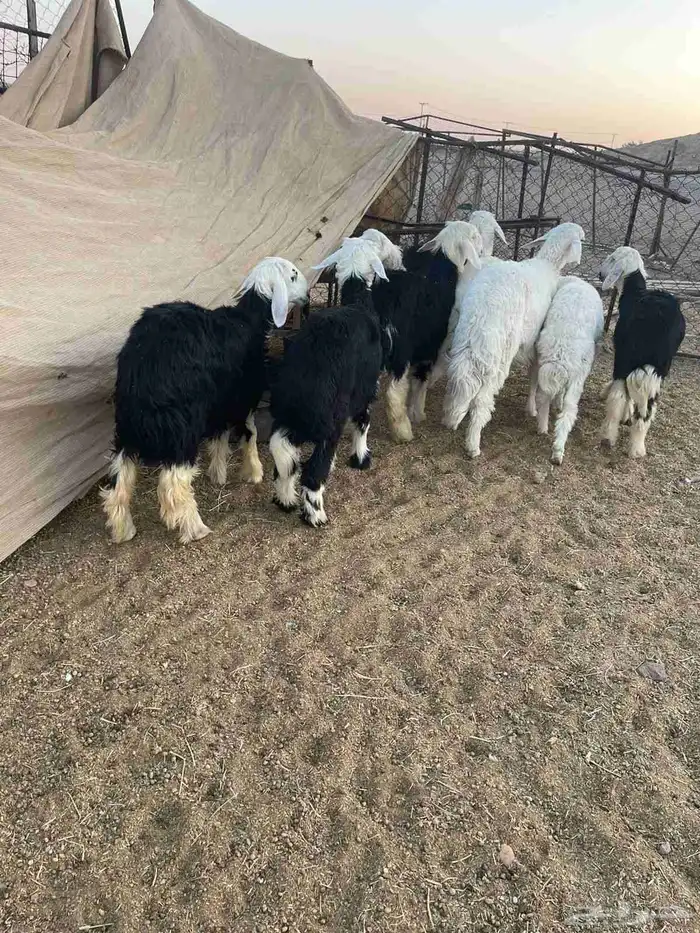 طليان للبيع 7