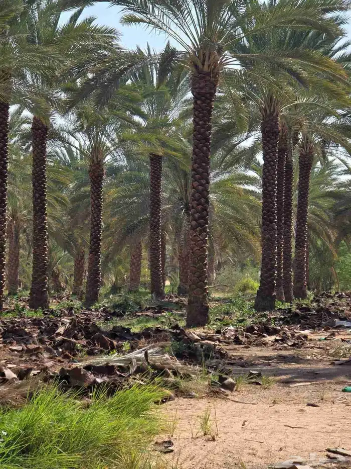 زراعة النخيل صيانة النخيل 0