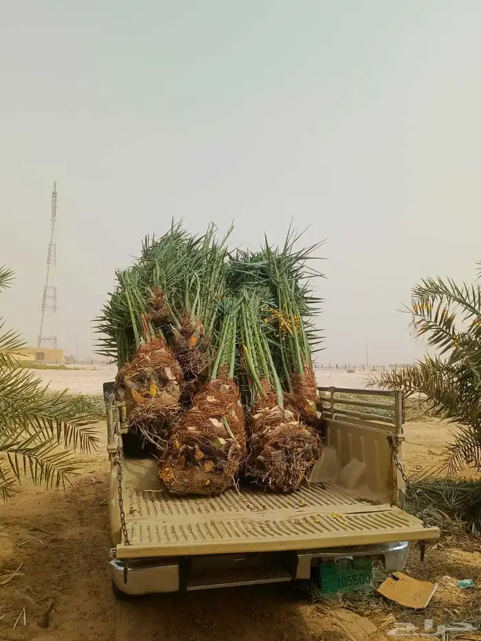 نخل لبيع الزلفي الغاط المجمعه سدير الارطاويه القصيم بريدة 1