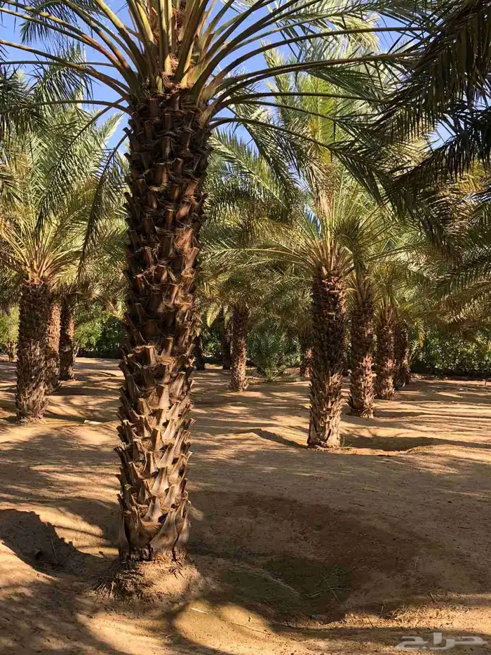 عندكم نخيل للبيع من 4متر وافوق اتوصل معي 3