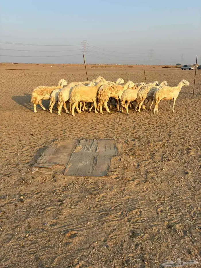 15 غنم حريات دفيع شرط على السونار 15
