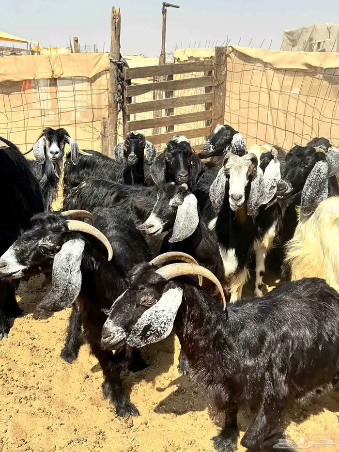معزا عوارض بلفحل ب570 4