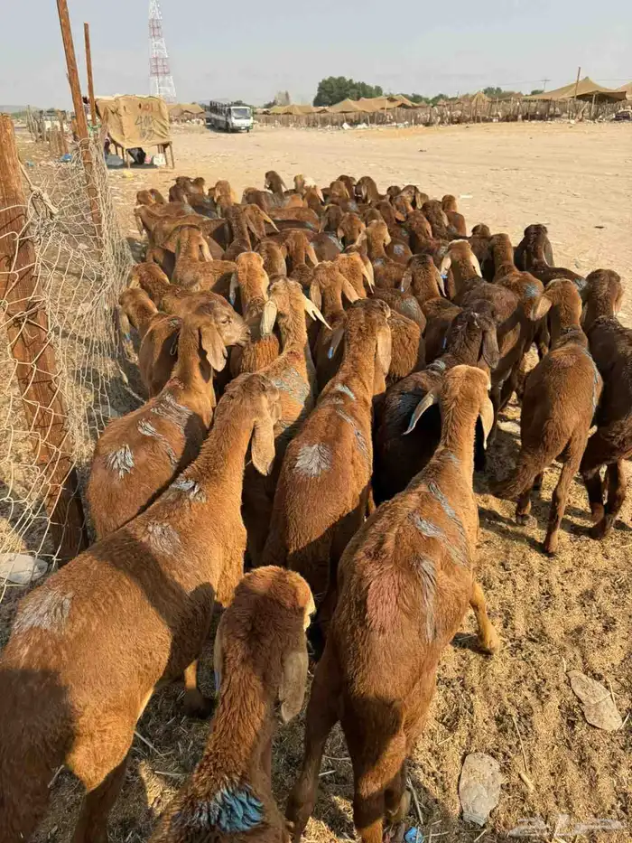 طليان سواكن العدد تقريبا76 2