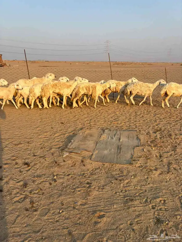 15 غنم حريات دفيع شرط على السونار 12