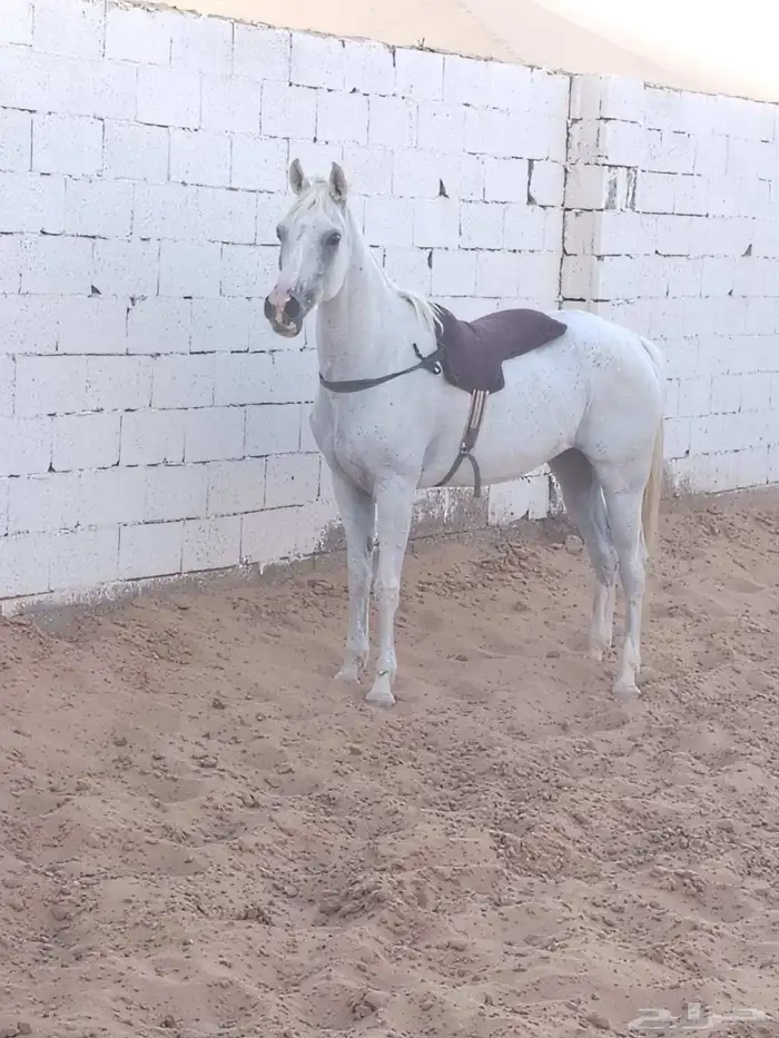 فرس واهو شيخه 1