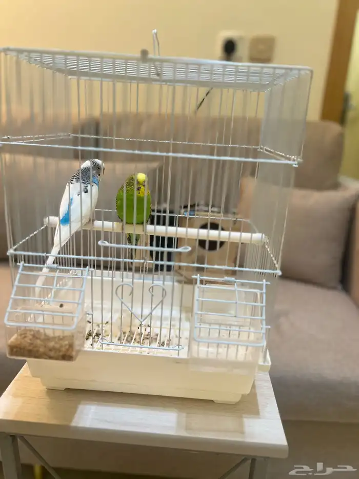 عصافير باجي للبيع 2