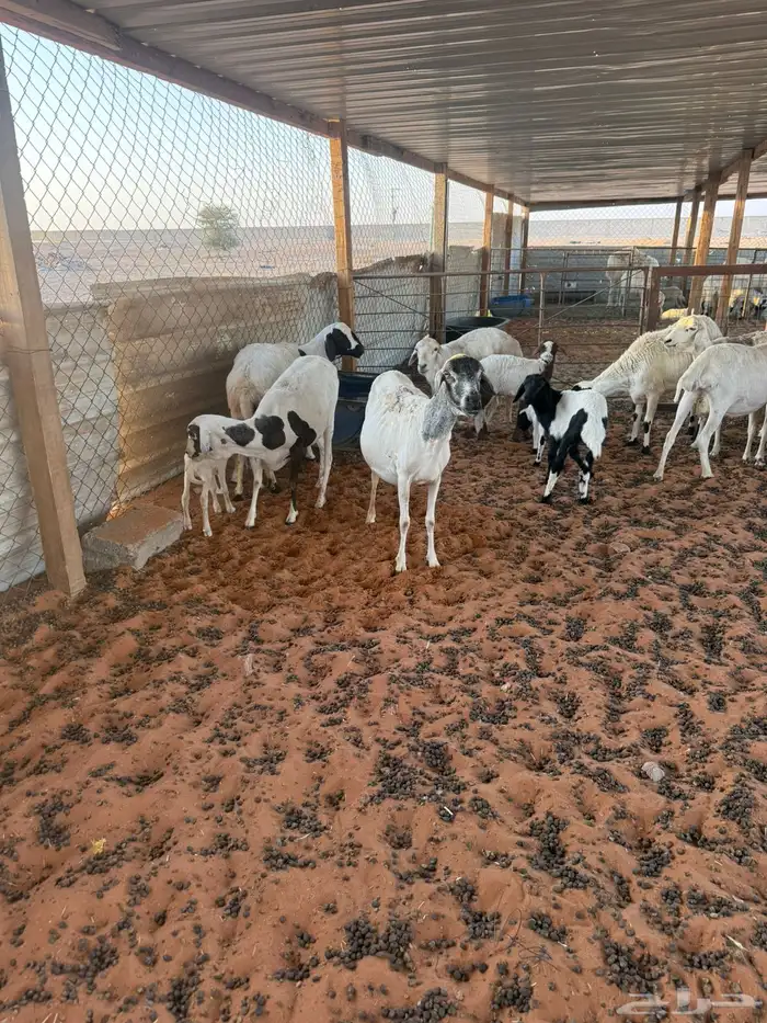 برابر متابيع 0