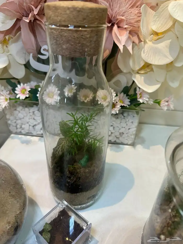 للنباتات الداخلية والتيراريوم 11