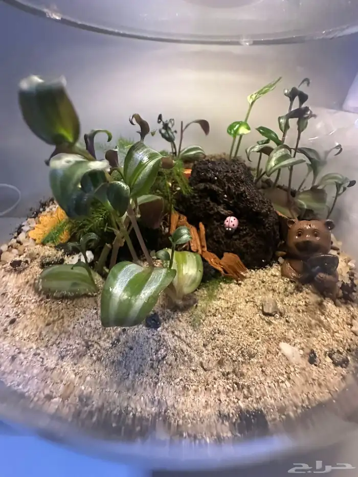 للنباتات الداخلية والتيراريوم 7