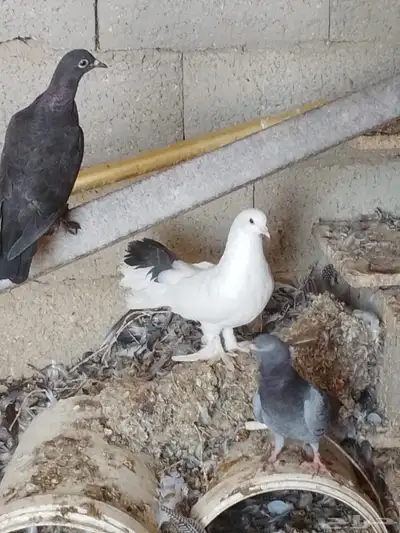 حمام مشكل تم البيع index