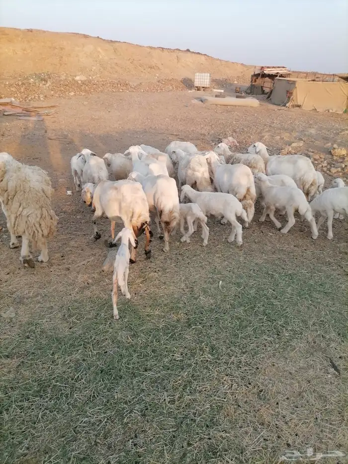 ضان جبرة بسعر ممتاز 3