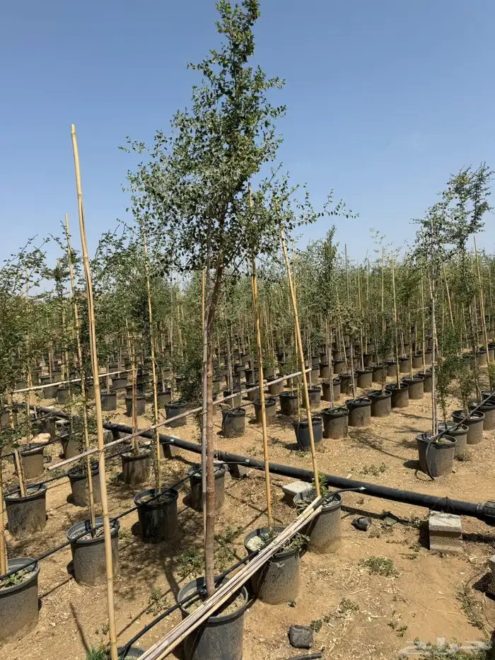 مشتل توريد نباتات وزهور لمشاريع الشركات والمهندسين والبلديات 0