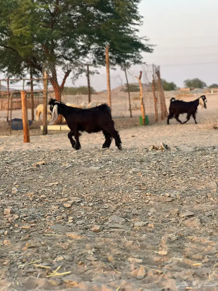 تيس مشروع فحل عارضي صنف 2