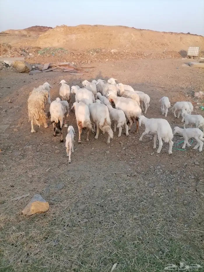 ضان جبرة بسعر ممتاز 7