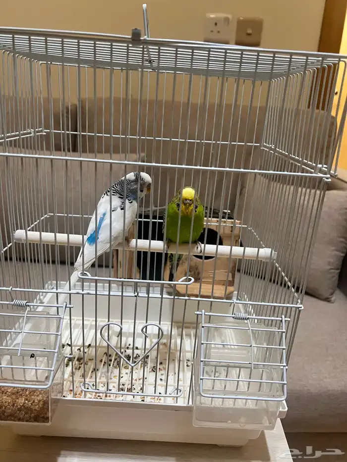 عصافير باجي للبيع 0