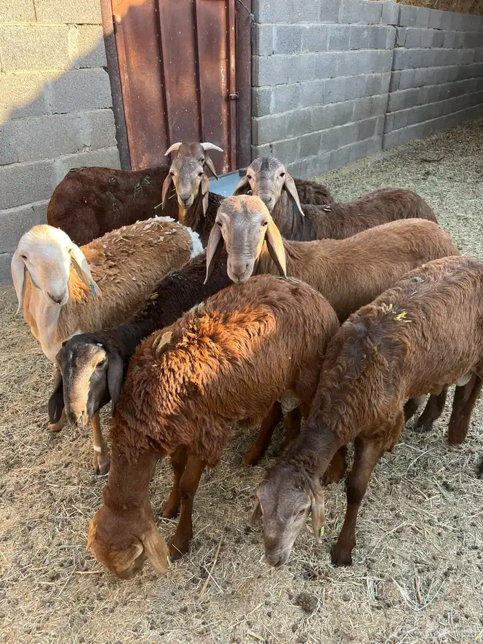 سوكاني جذعان 1