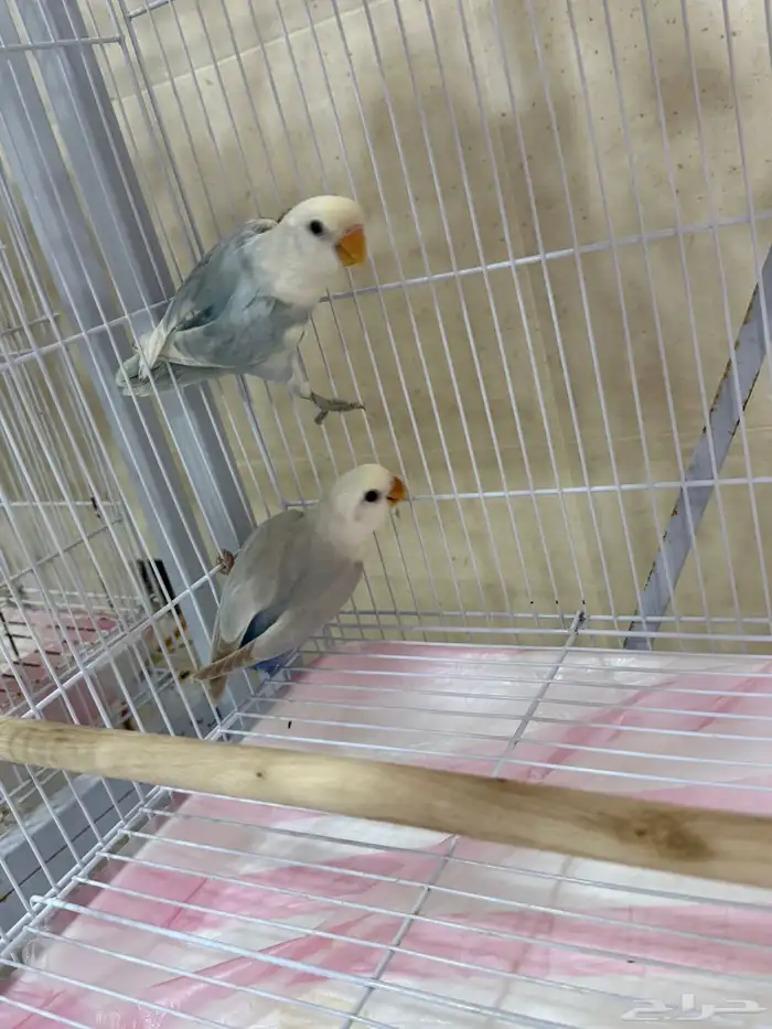 فروخ روز  هدية فرخ بادجي 0