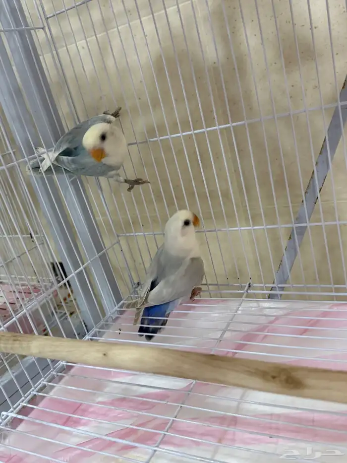 فروخ روز  هدية فرخ بادجي 1