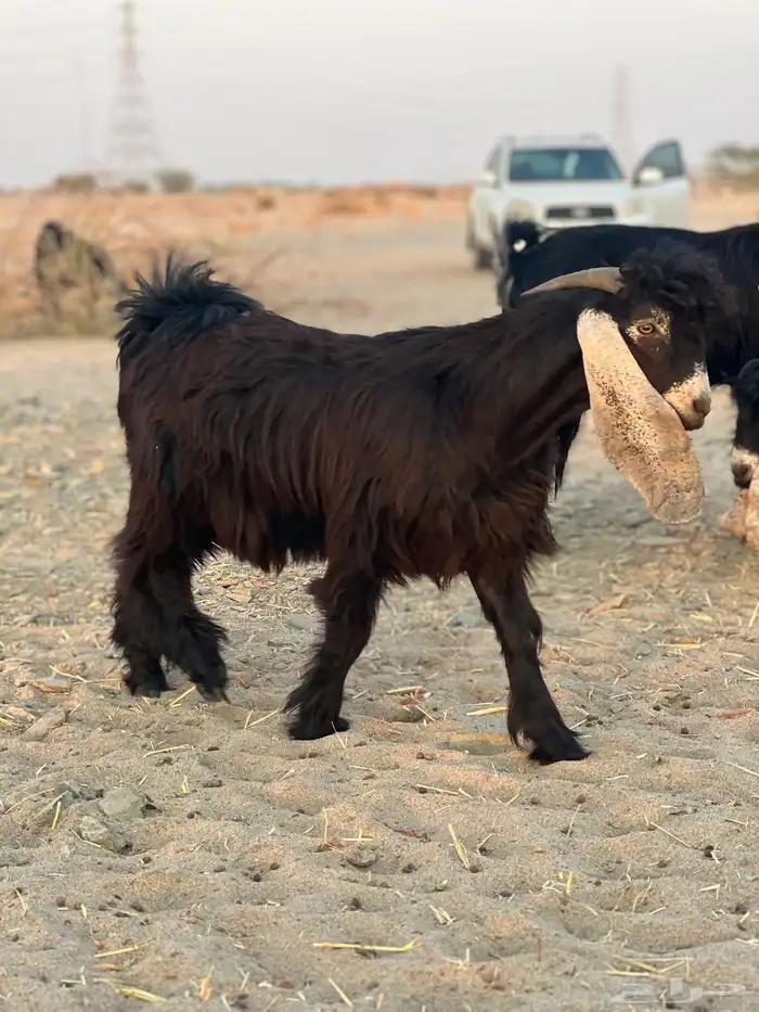 تيس مشروع فحل عارضي صنف 1
