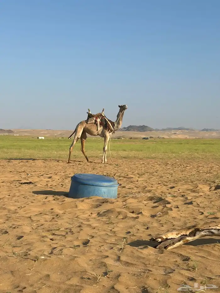 للبيع ركبي السن جذع طايع على جميع الشروط موقع المظيلف 2