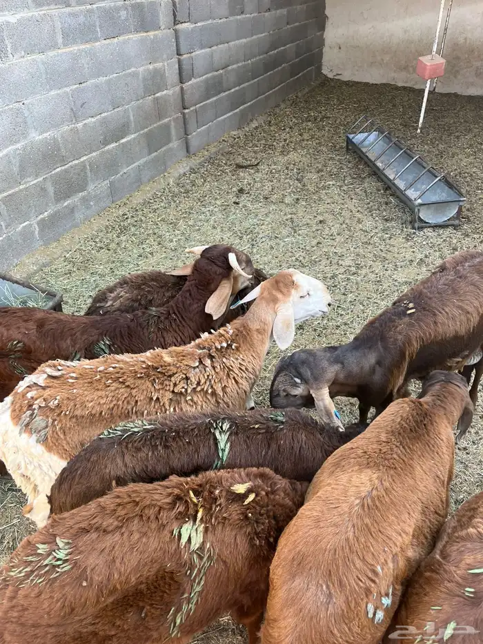 سوكاني جذعان 3