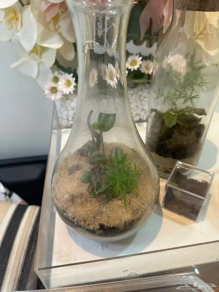 للنباتات الداخلية والتيراريوم 10