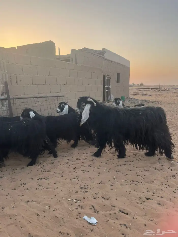 تيس فحل عارضي اصل 0