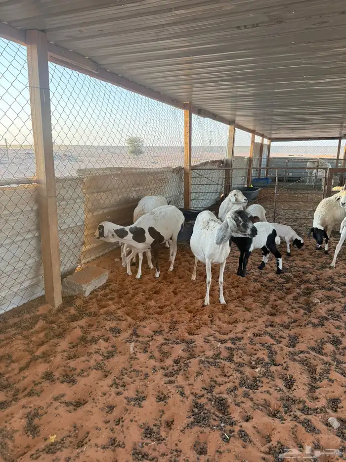 برابر متابيع 6