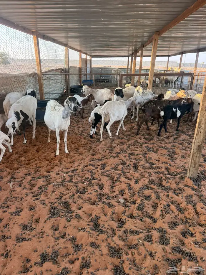 برابر متابيع 4