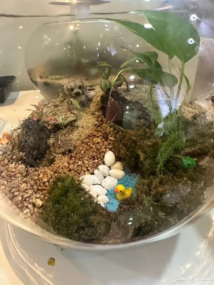 للنباتات الداخلية والتيراريوم 9