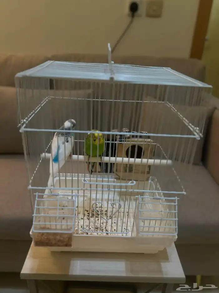 عصافير باجي للبيع 1