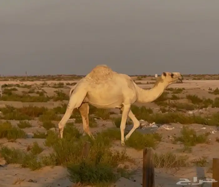 لقحه وضحى 3