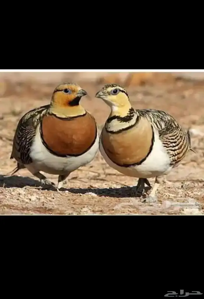 قطا عراقي جوزين ويتوفر حجول وقميري نزل 0