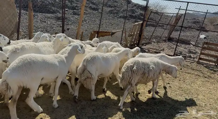 ضان حريات حرش 4
