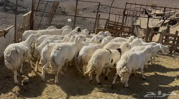 ضان حريات حرش 6
