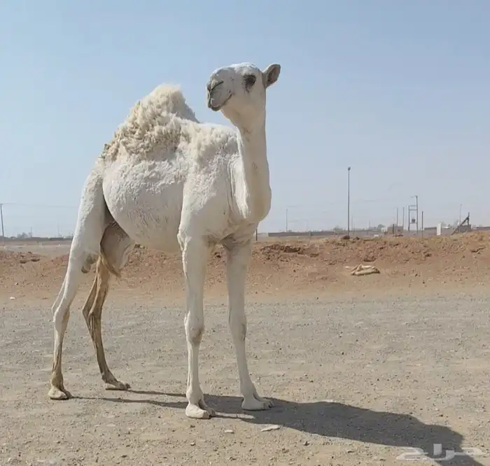 مفروده وضحى طويله وعدله 1