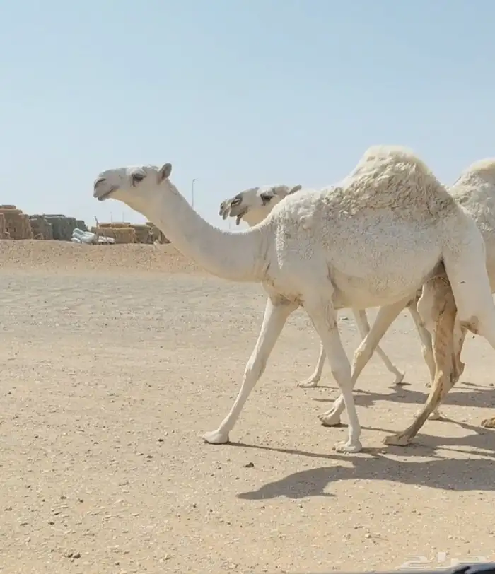 مفروده وضحى طويله وعدله 2